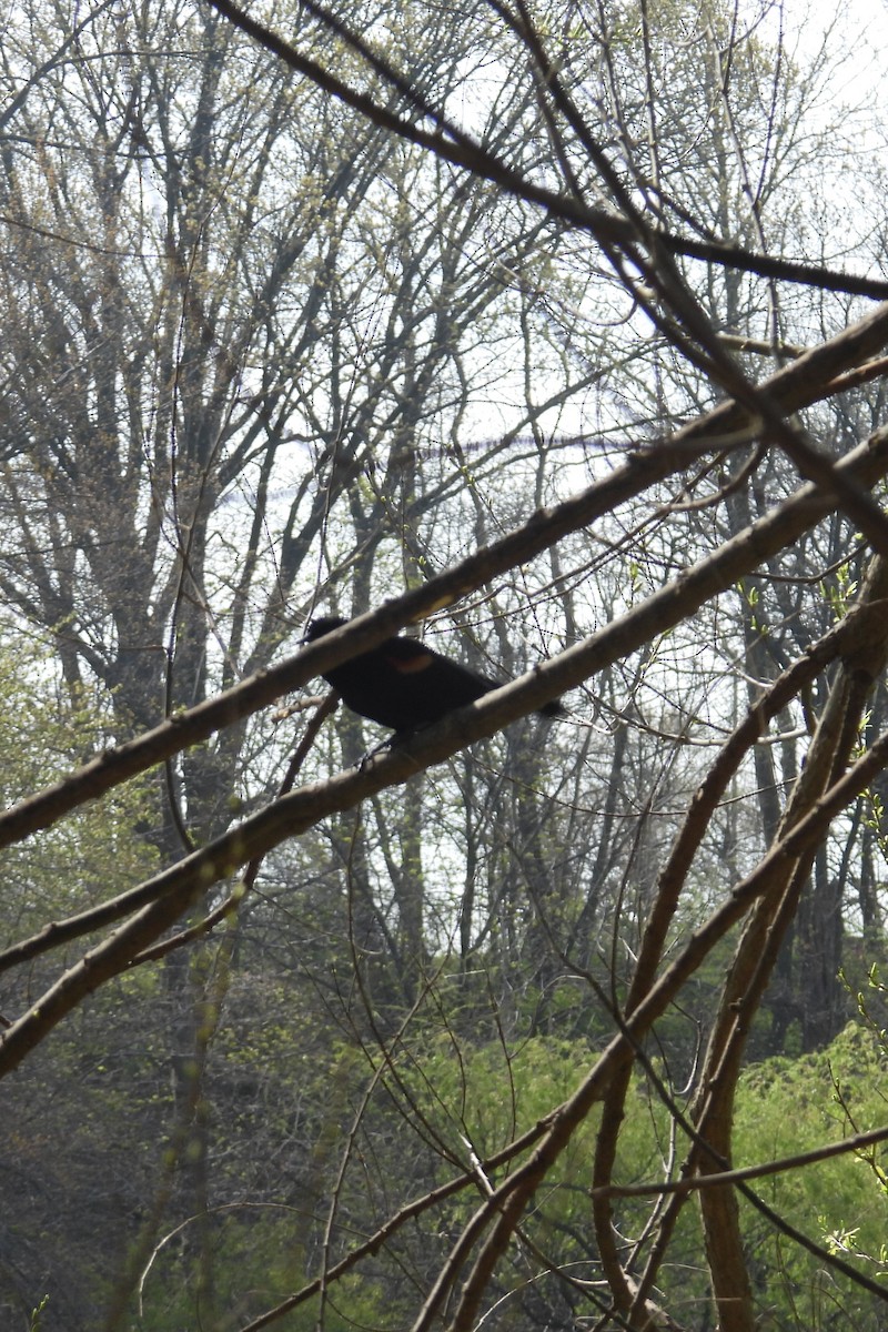 Red-winged Blackbird - ML634230870