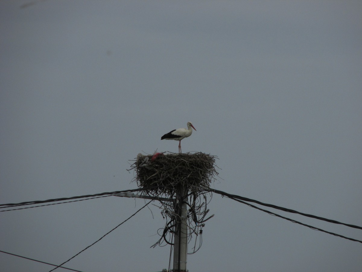 čáp bílý - ML634230872