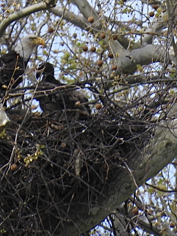 Bald Eagle - ML634230896
