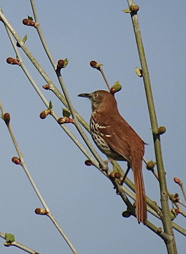 Brown Thrasher - ML634230907