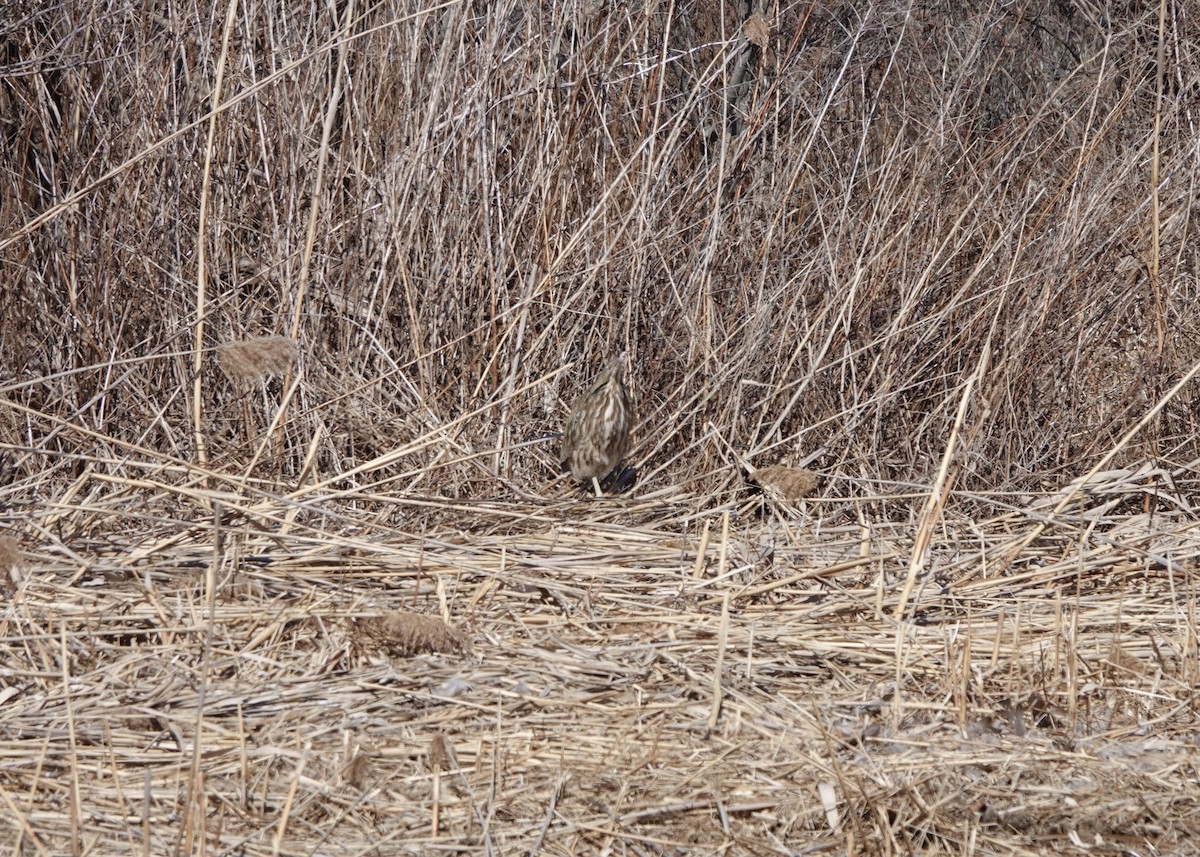 American Bittern - ML634230942