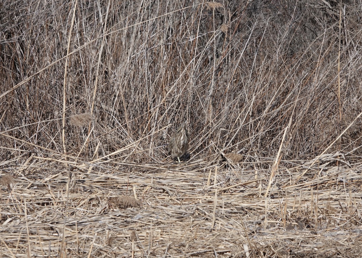 American Bittern - ML634230944