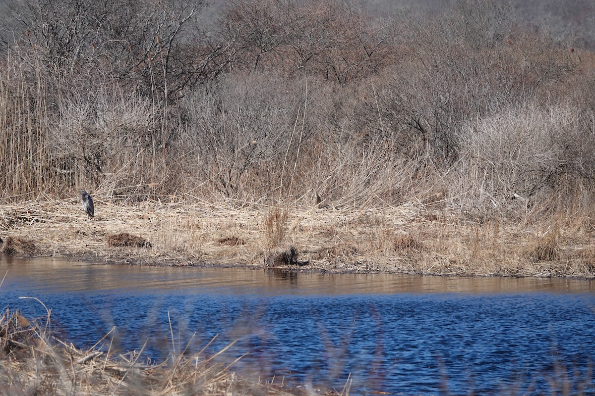 Great Blue Heron - ML634230948