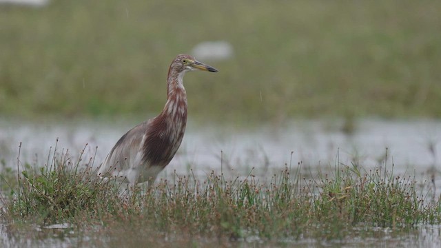Chinese Pond-Heron - ML634230974