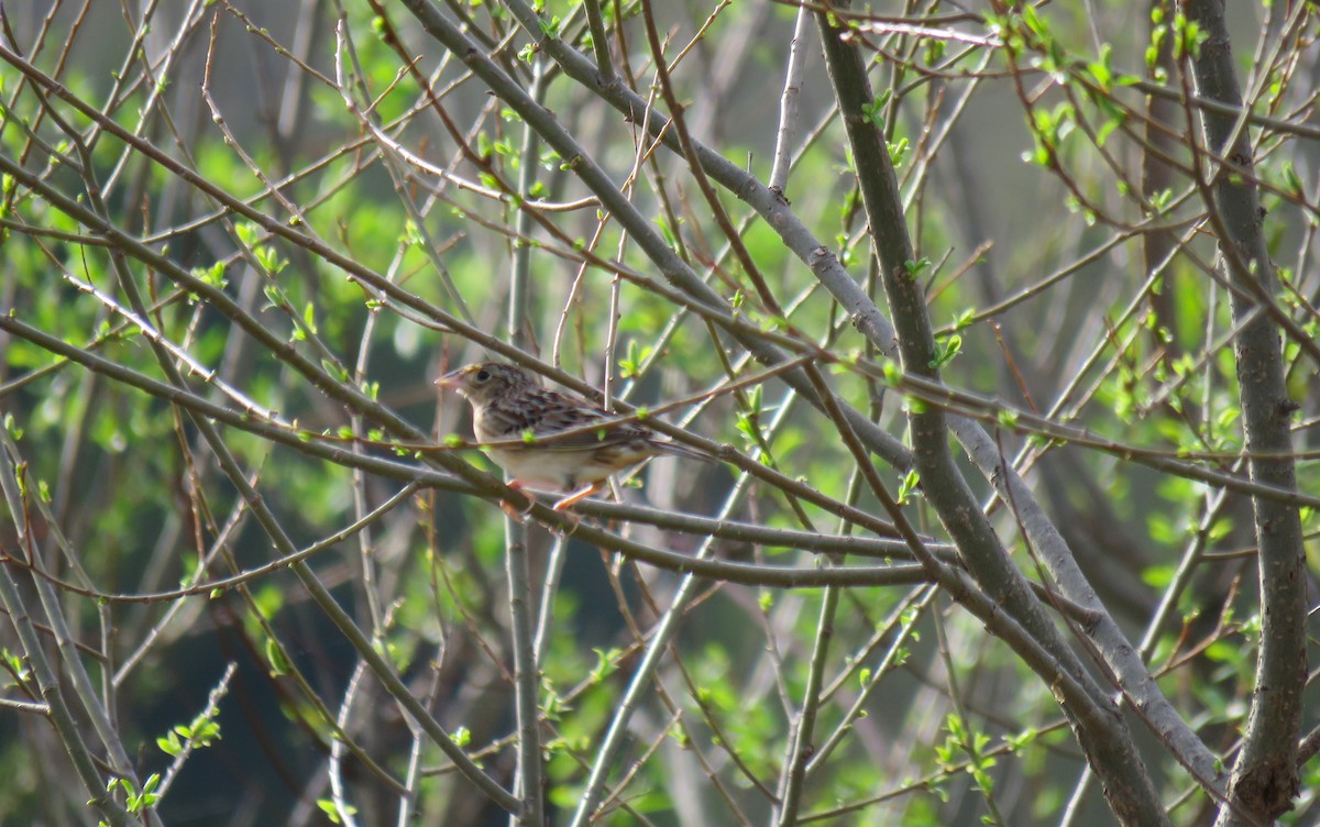 gresshoppespurv - ML634230992