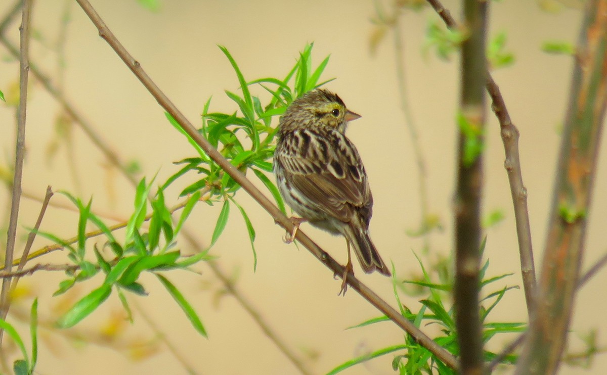 musespurv - ML634230994