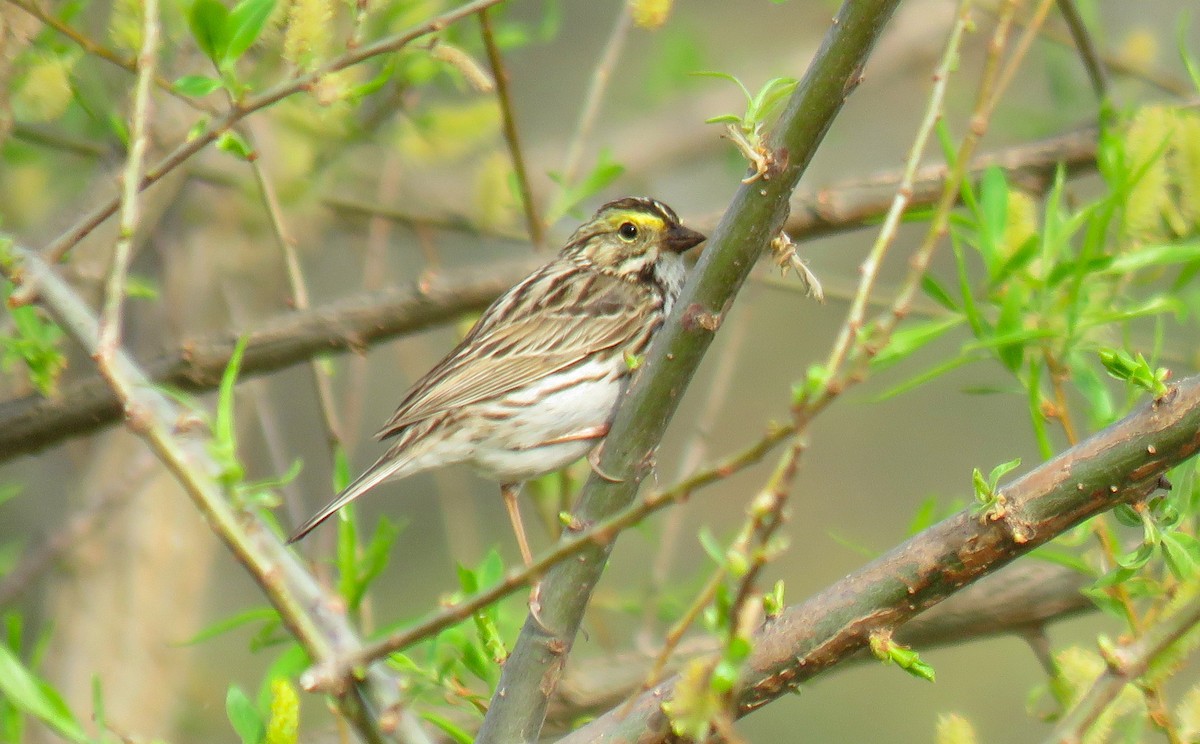 musespurv - ML634230995