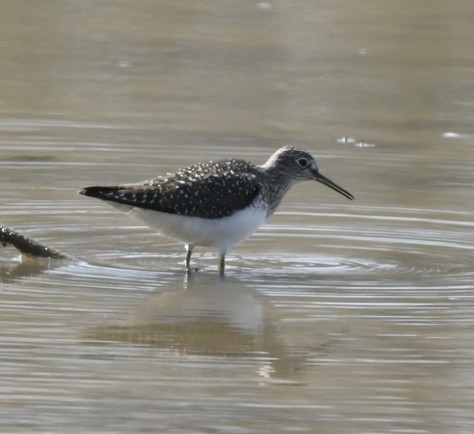 Solitary Sandpiper - ML634231148