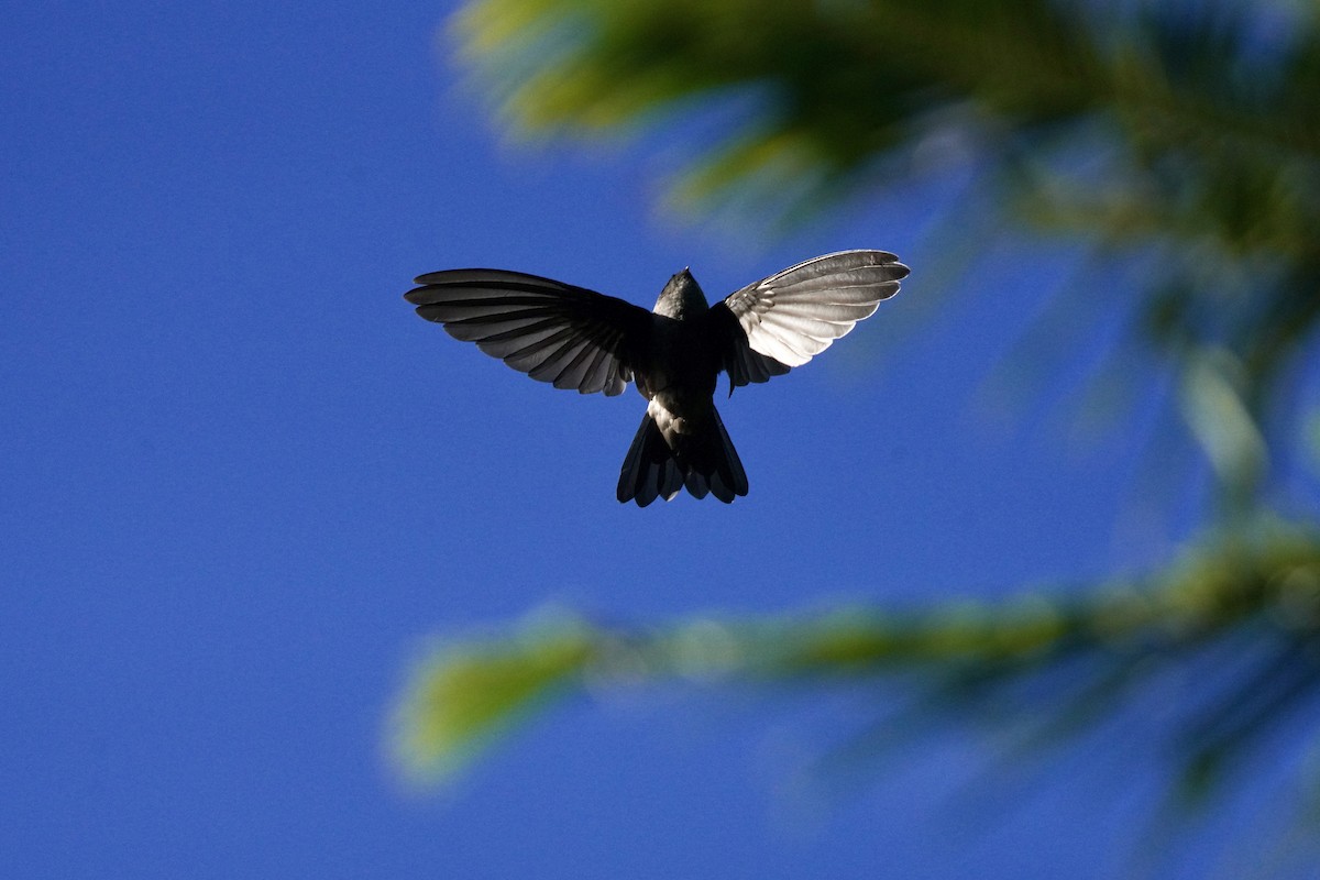 Marquesan Swiftlet - Charles Morano