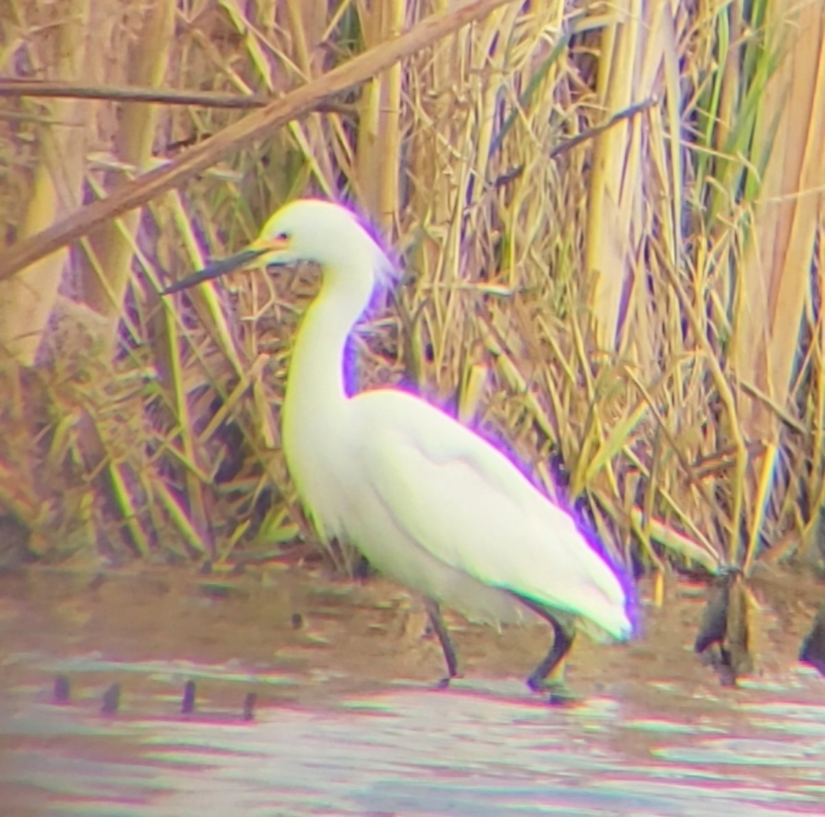 Snowy Egret - ML634231395