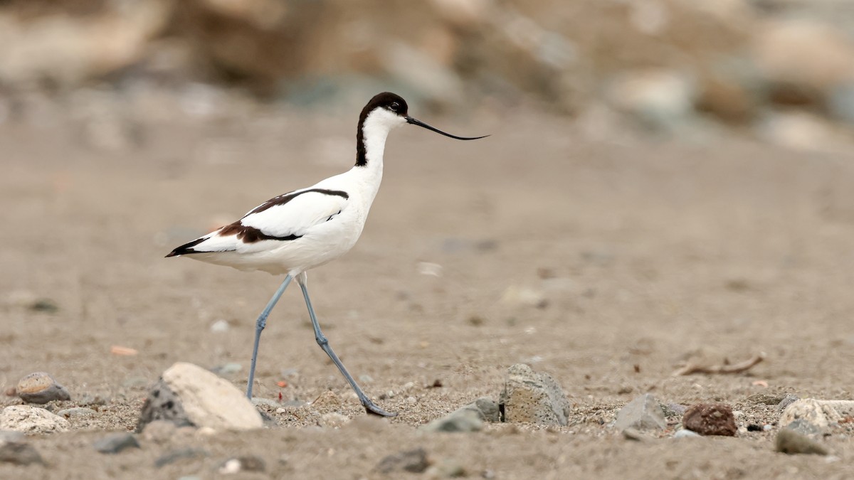 tenkozobec opačný - ML634231473