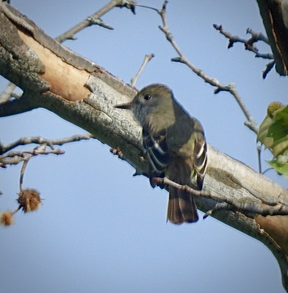 Great Crested Flycatcher - ML634231483