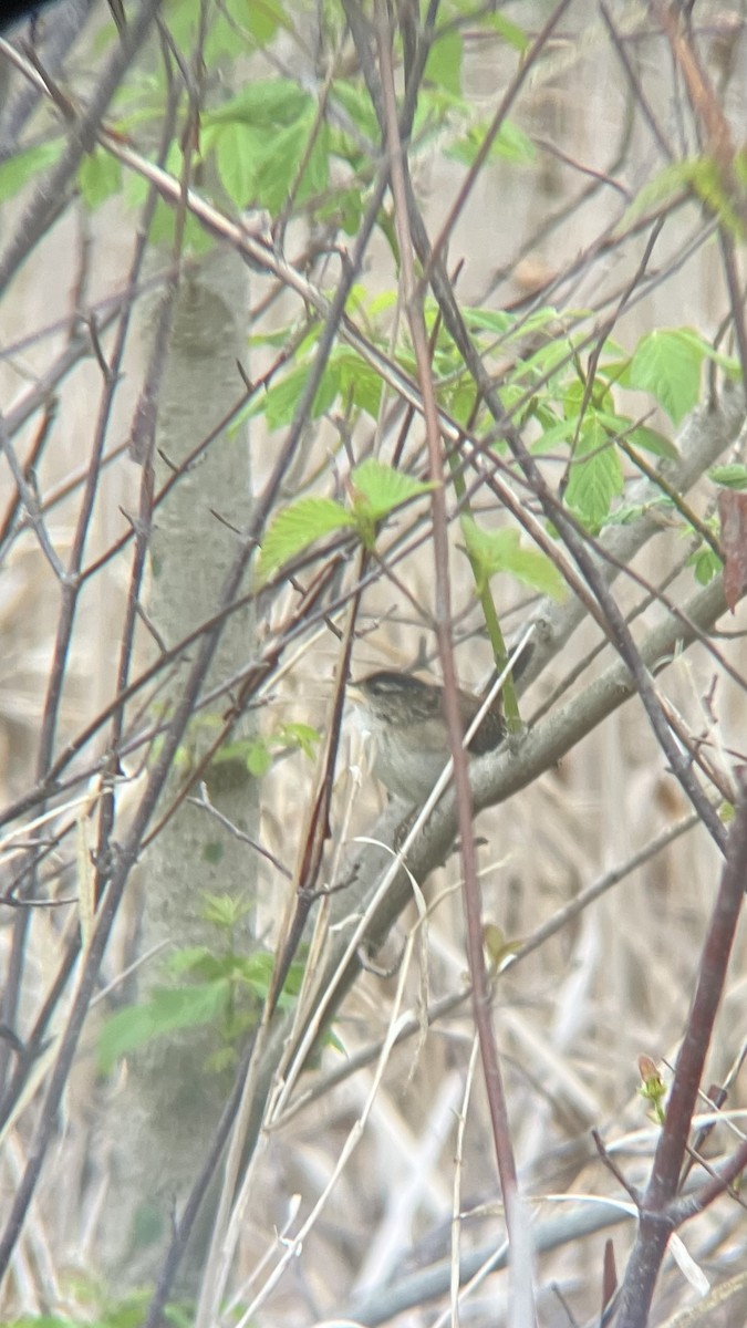 Marsh Wren - ML634231592