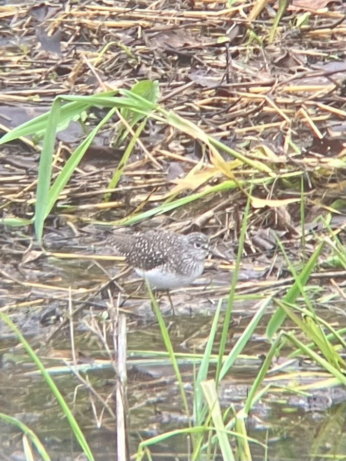 Solitary Sandpiper - ML634231600