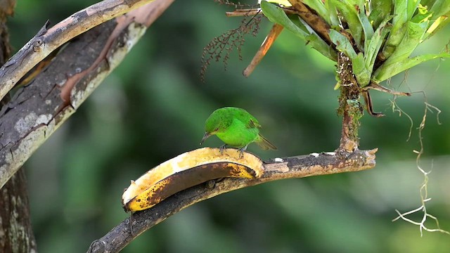 Green Honeycreeper - ML634231661