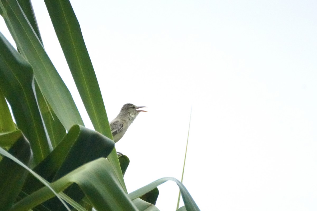 Southern Marquesan Reed Warbler - ML634231669