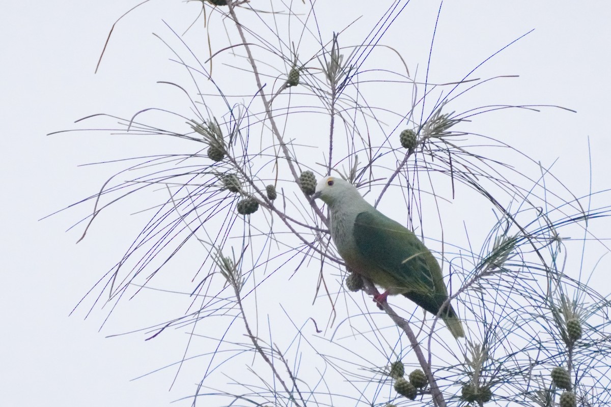 White-capped Fruit-Dove - ML634231703