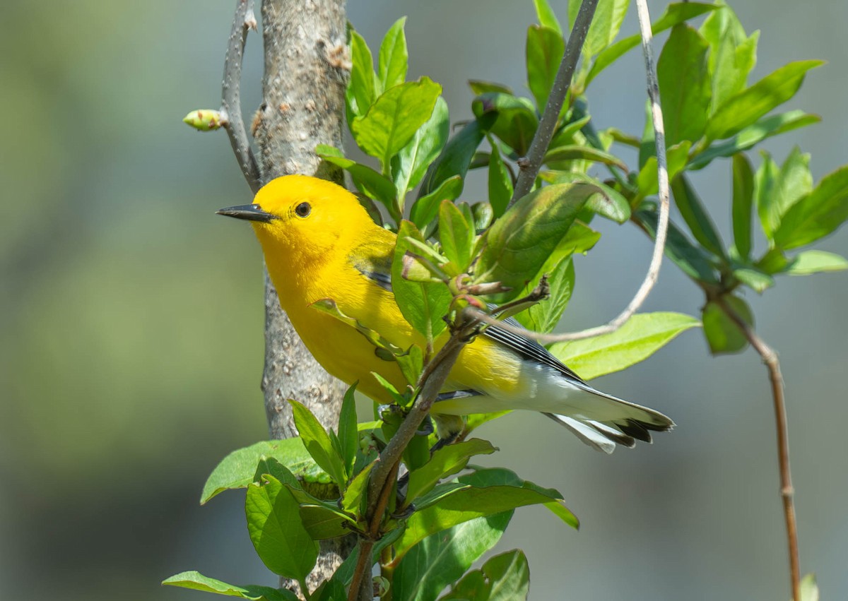 lesňáček zlatý - ML634231741