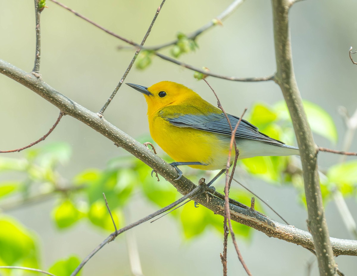 lesňáček zlatý - ML634231750