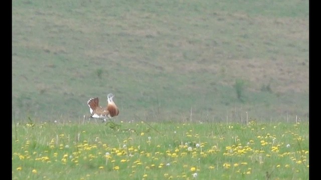 ノガン - ML634232014