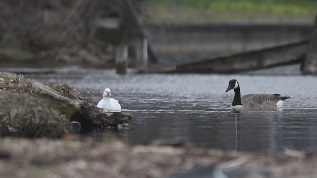 Ross's Goose - ML634232367