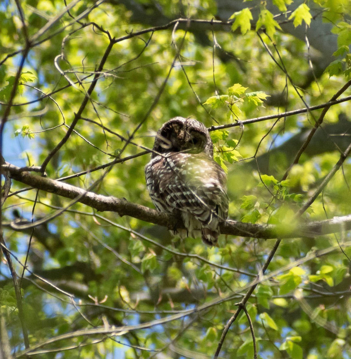 Barred Owl - ML634232375