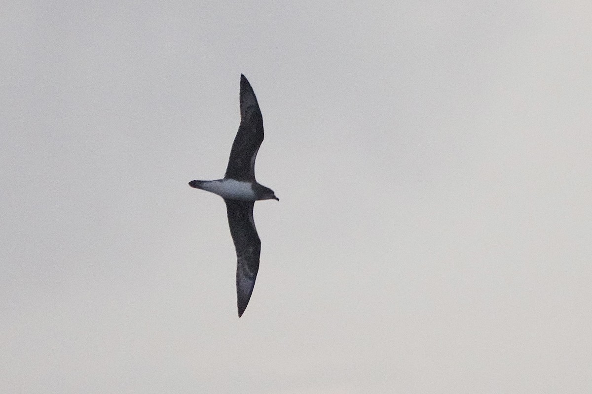 Herald Petrel - ML634232683