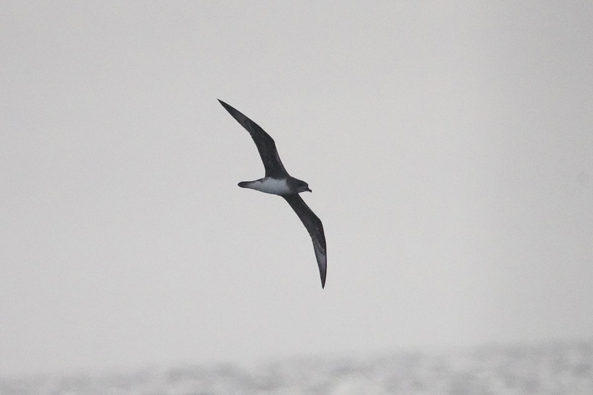 Herald Petrel - ML634232684