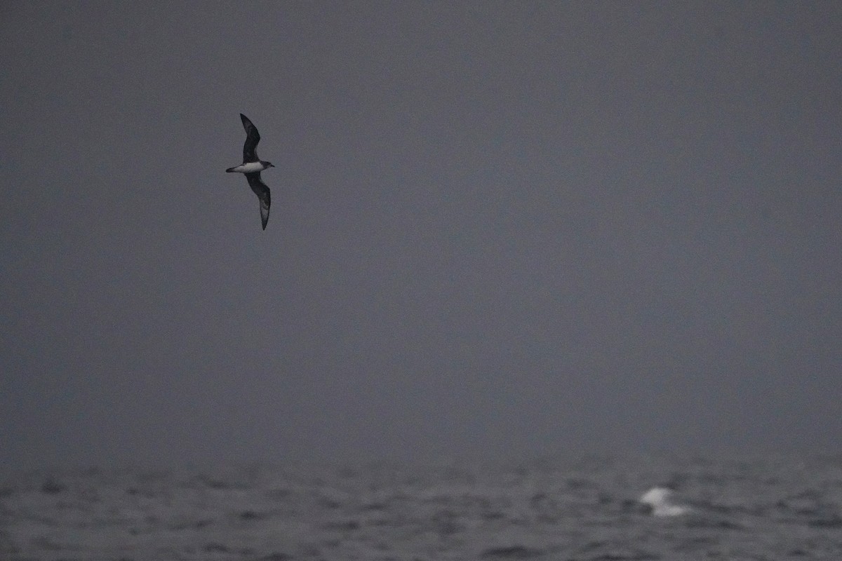 Herald Petrel - ML634232686