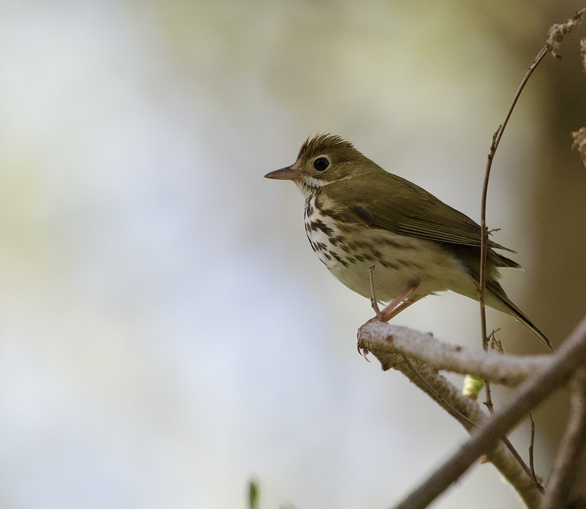Ovenbird - ML634233007