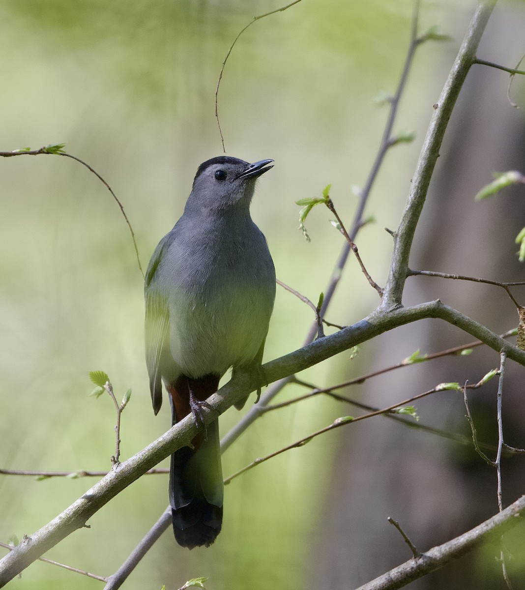 Gray Catbird - ML634233043