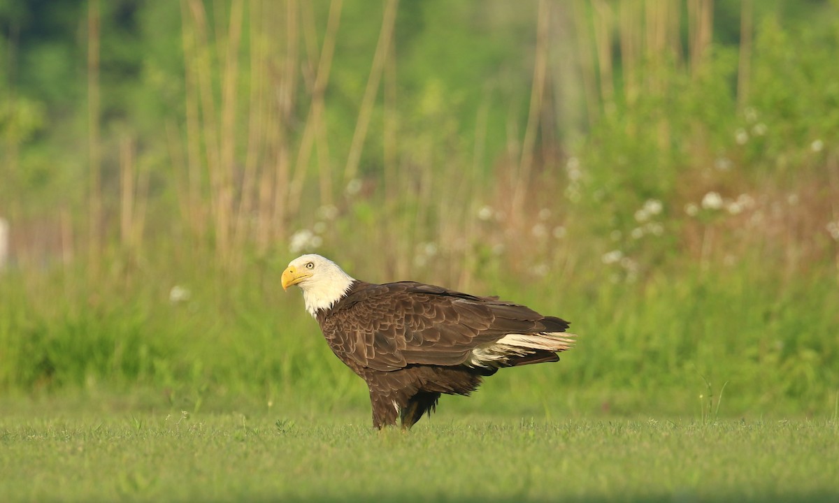 Bald Eagle - ML634233047