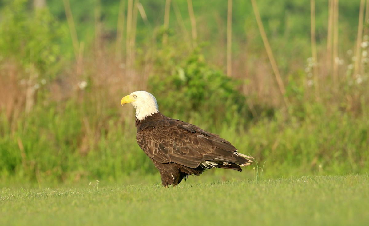 Bald Eagle - ML634233049