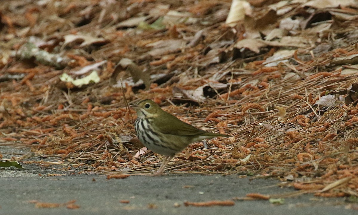 Ovenbird - ML634233061