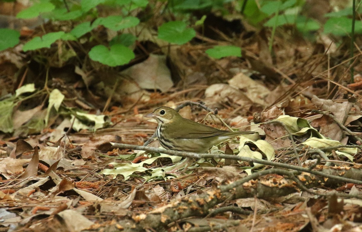 Ovenbird - ML634233062