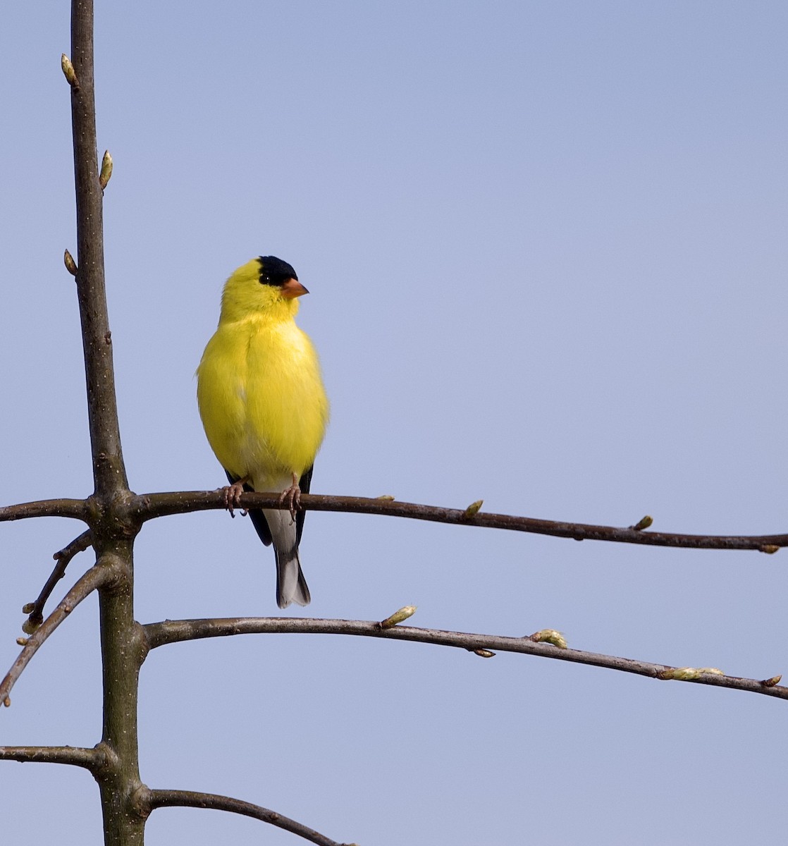 American Goldfinch - ML634233109