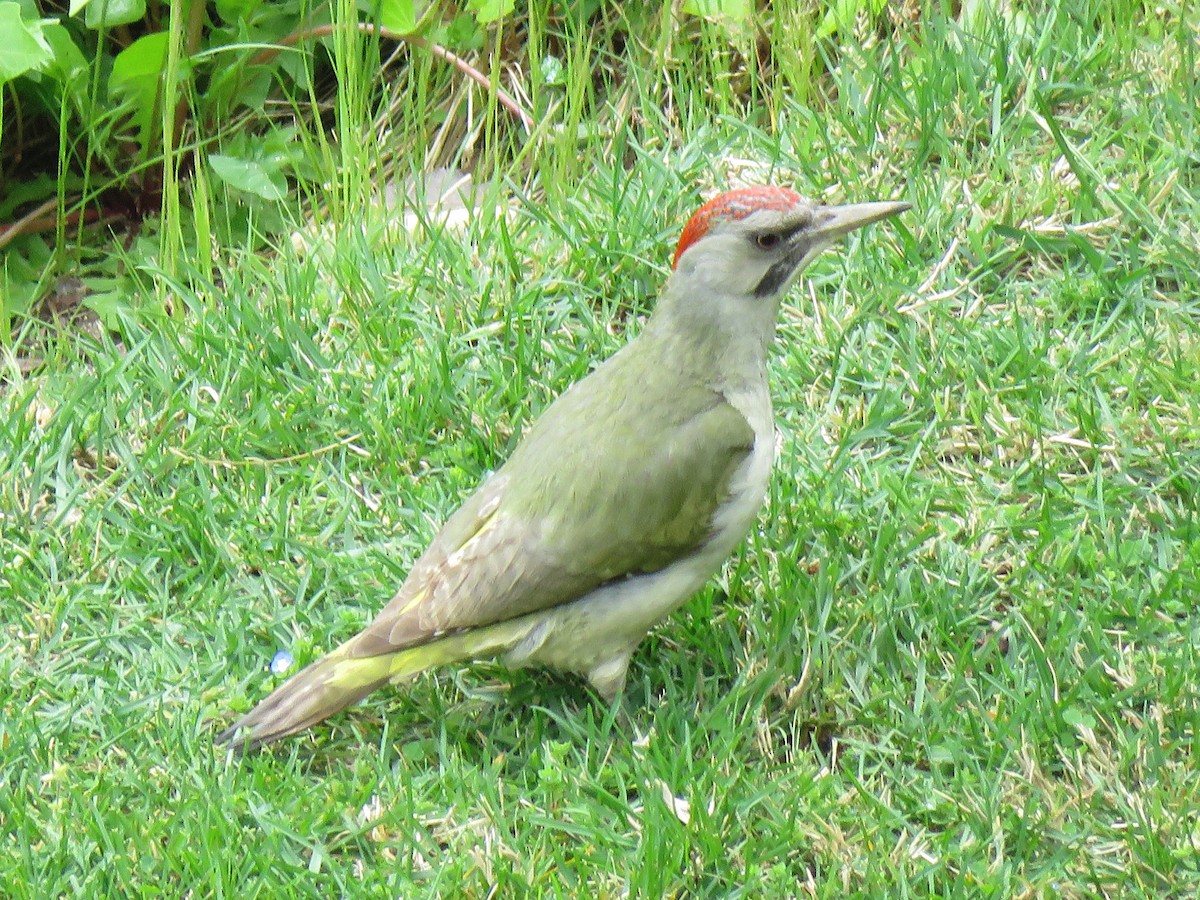 Iberian Green Woodpecker - ML634233121