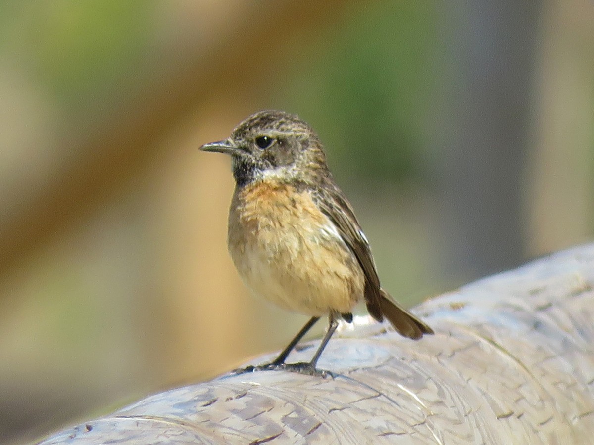 European Stonechat - ML634233171