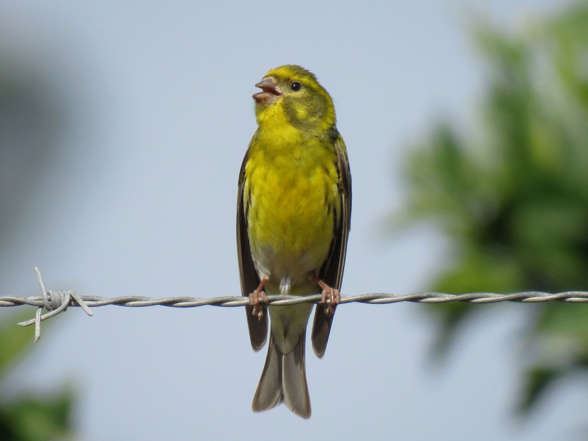 European Serin - ML634233240