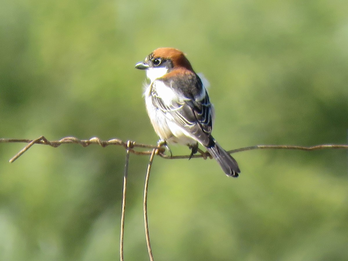 Woodchat Shrike - ML634233277