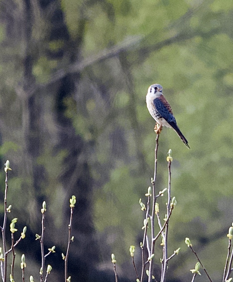 American Kestrel - ML634233338