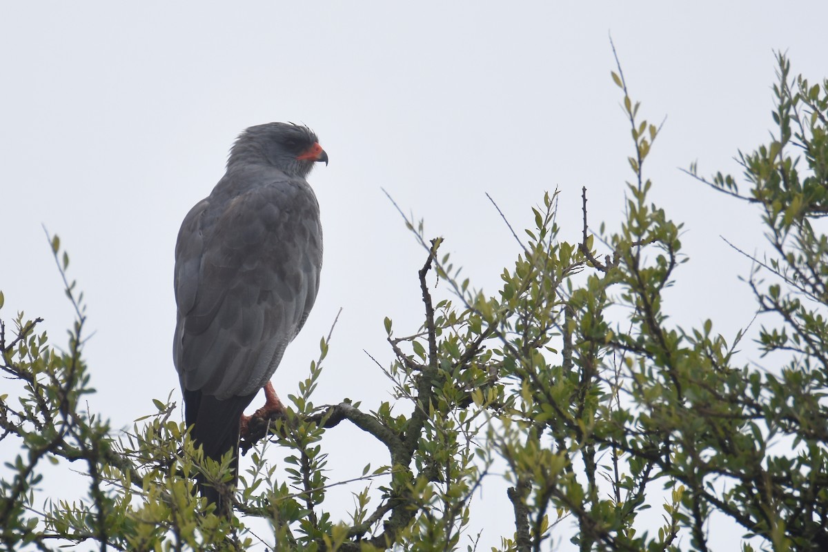 Dark Chanting-Goshawk - ML634233414