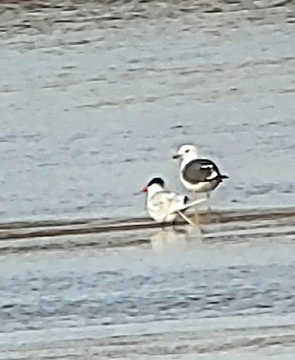 Heringsmöwe - ML634233452