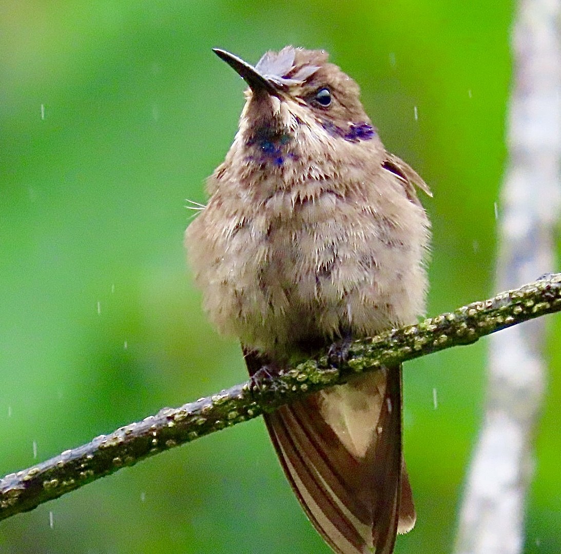 Brown Violetear - ML634233481