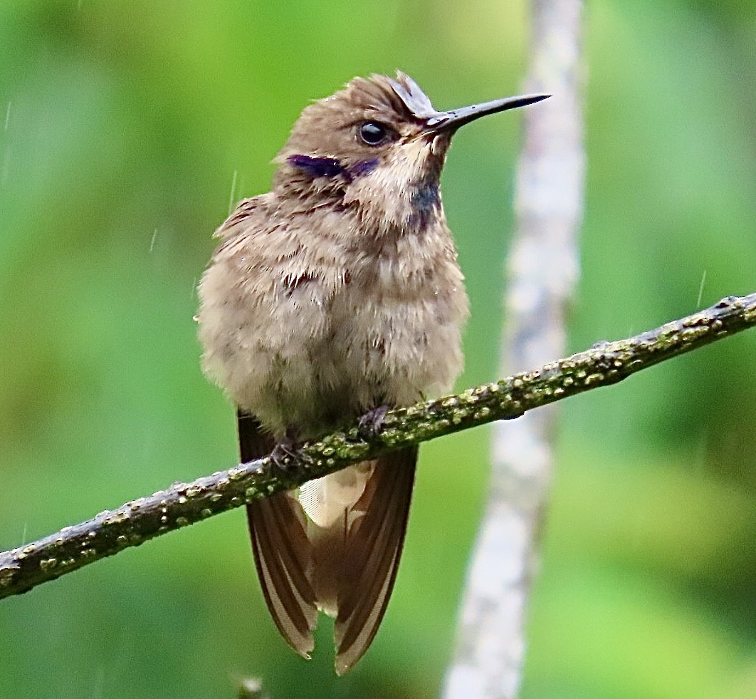 Brown Violetear - ML634233503