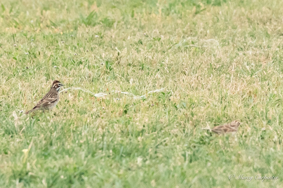 Lark Sparrow - ML634233550