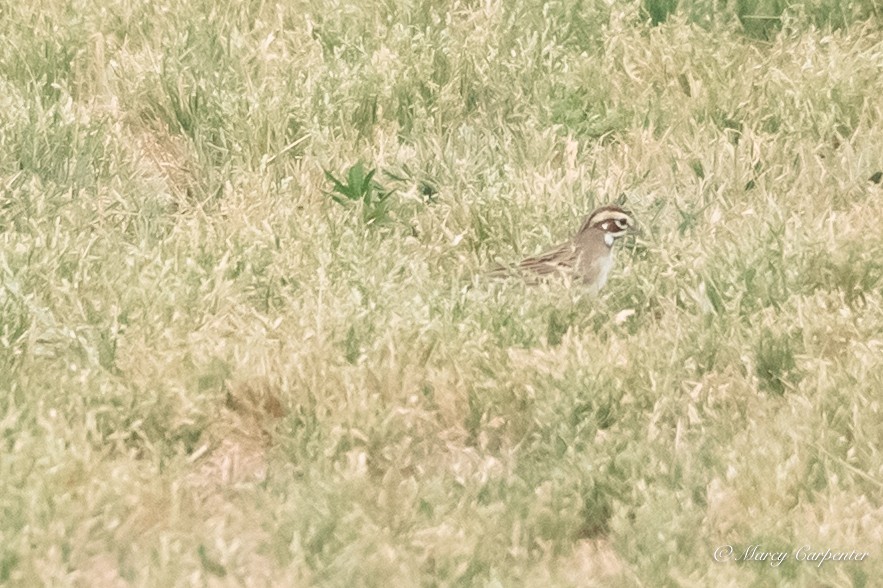Lark Sparrow - ML634233553