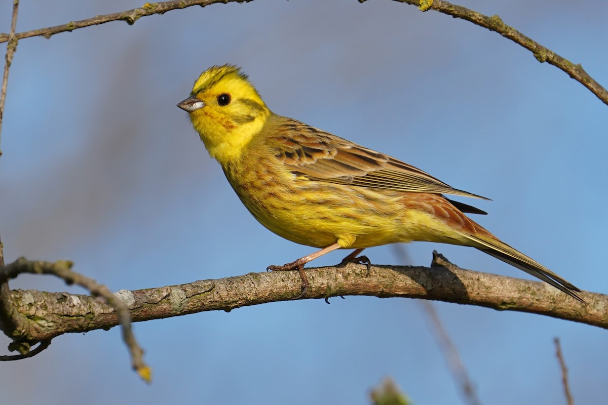 Yellowhammer - ML634233654