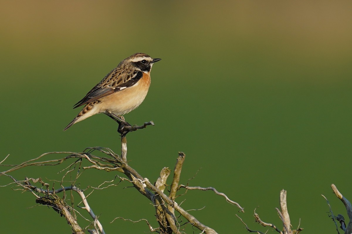 Whinchat - ML634233666