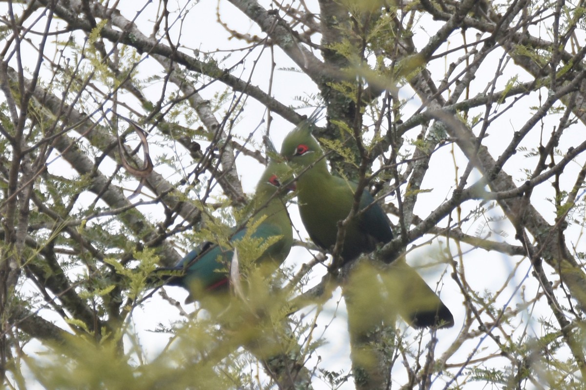 Schalow's Turaco - ML634233704